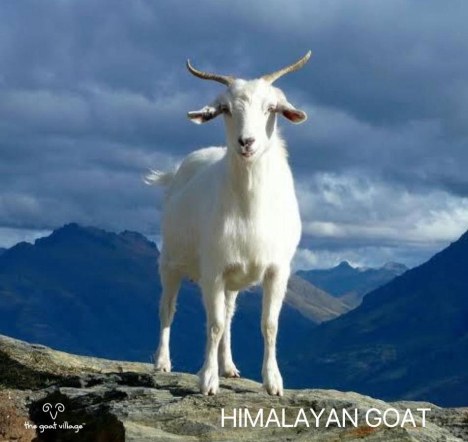 The Goat Village Myani Eksteriør billede